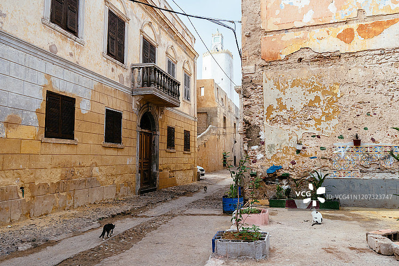在葡萄牙城街道上行走的猫咪图片素材