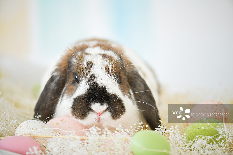 吃鸡蛋的兔子图片素材