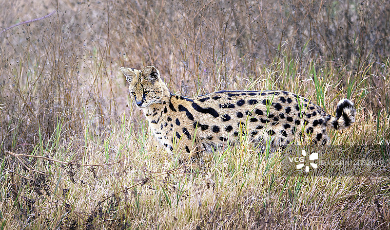 坦桑尼亚恩戈罗恩戈罗火山口的非洲薮猫图片素材
