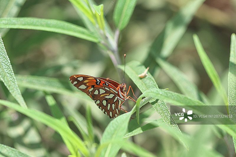 激情蝴蝶图片素材