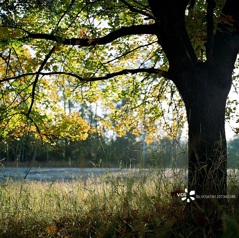 蒙大拿州的大叶枫树图片素材