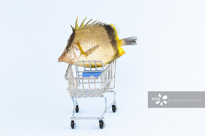 购买观赏鱼图片素材