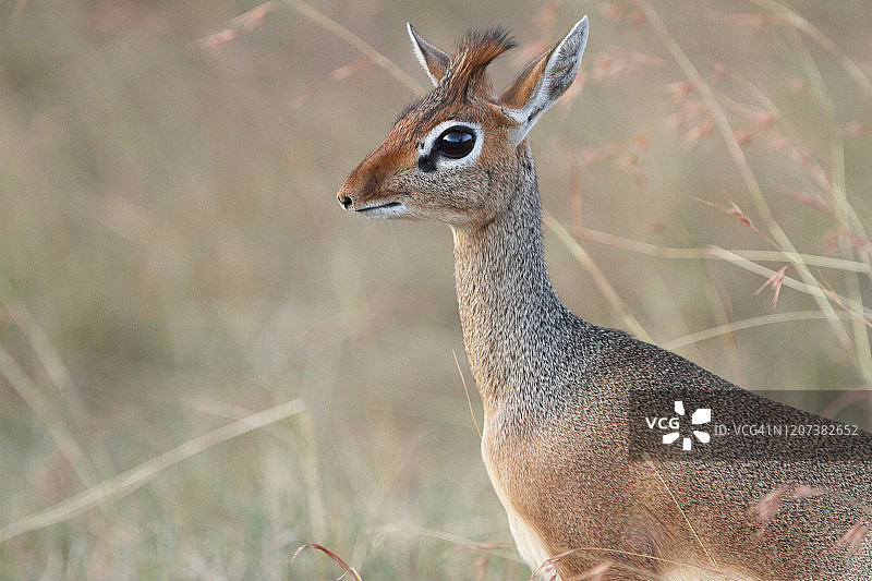 非洲荒野中的小羚羊图片素材