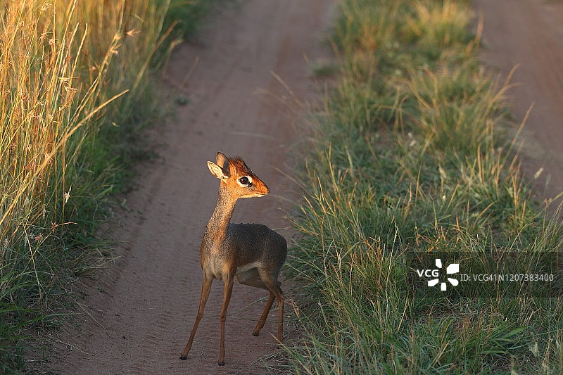 非洲荒野中的小羚羊图片素材