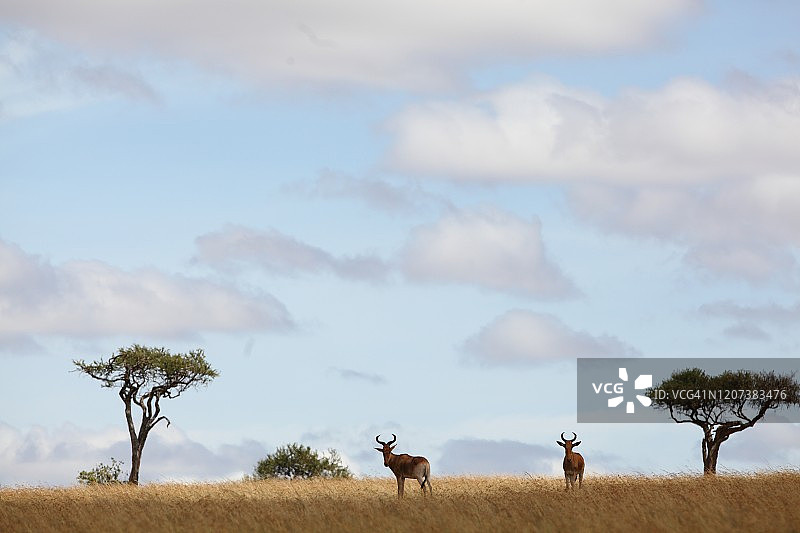 非洲荒野中的狷羚图片素材
