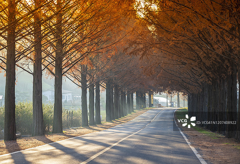 韩国济南水杉路秋天景观图片素材