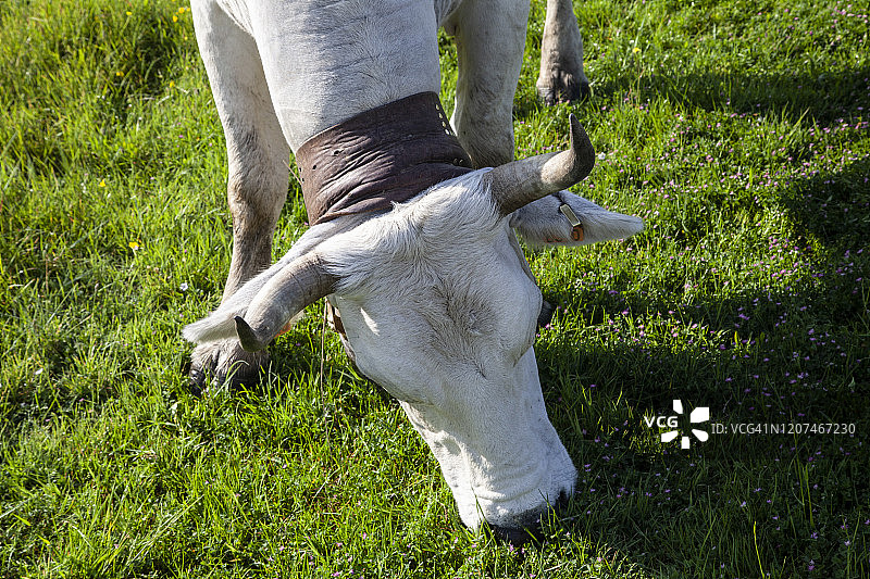 牲畜沿特拉图里迁徙路线的季节性转场放牧图片素材