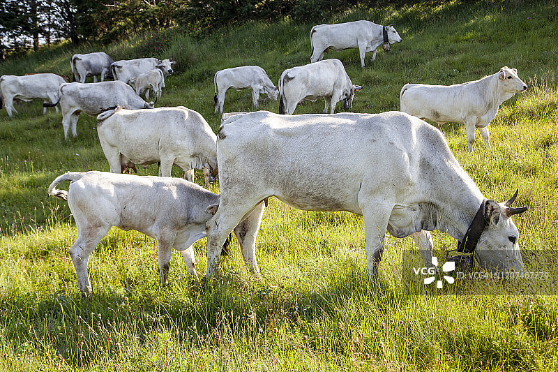 牲畜沿特拉图里迁徙路线的季节性转场放牧图片素材