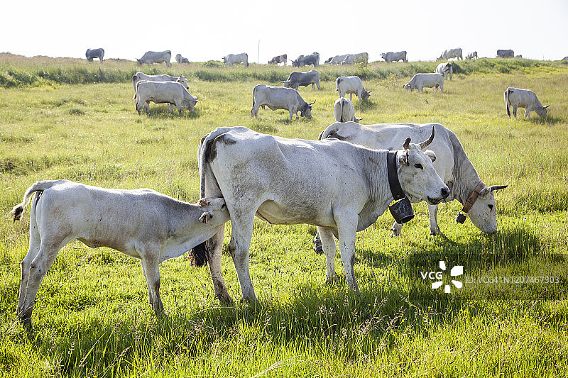 牲畜沿特拉图里迁徙路线的季节性转场放牧图片素材