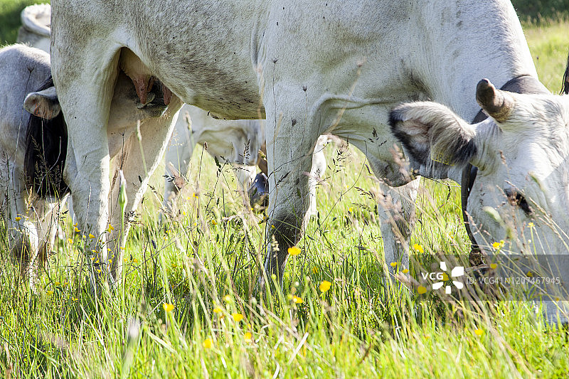 牲畜沿特拉图里迁徙路线的季节性转场放牧图片素材