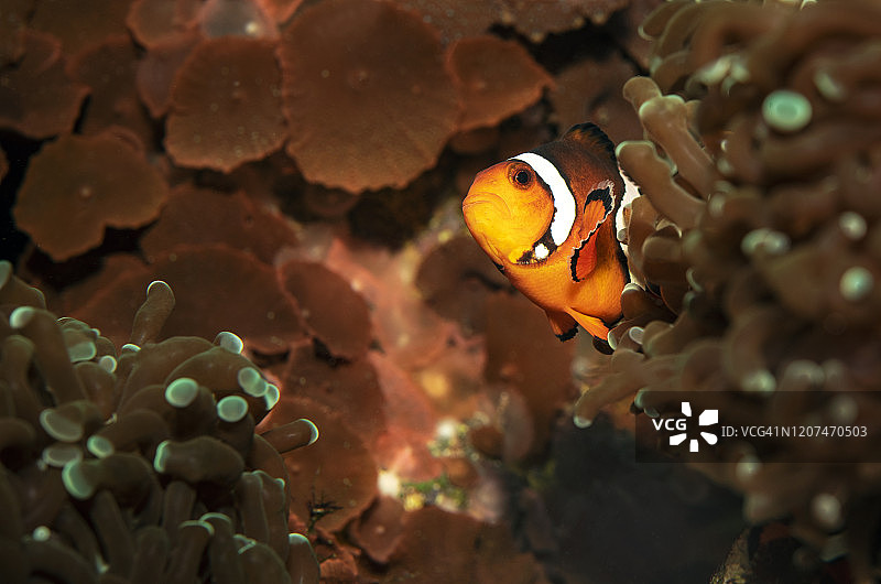 海葵中的眼斑海葵小丑鱼图片素材