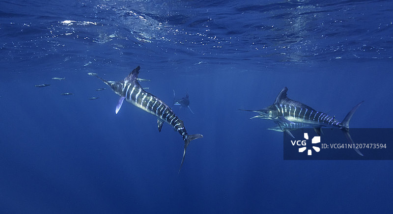 加州海狮和条纹马林鱼在墨西哥下加利福尼亚的太平洋中捕食沙丁鱼图片素材