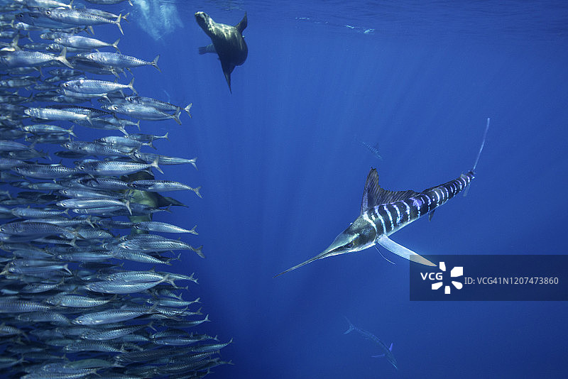 加州海狮和条纹马林鱼在墨西哥下加利福尼亚的太平洋中捕食沙丁鱼图片素材