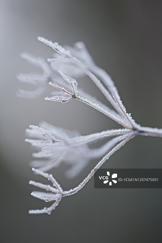 植物上的霜图片素材