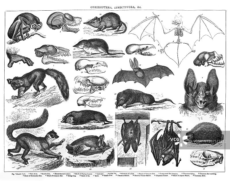 翼手目和食虫动物老式雕刻插图图片素材