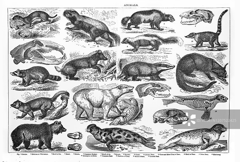 1894年出版的食肉动物古董雕刻插图图片素材
