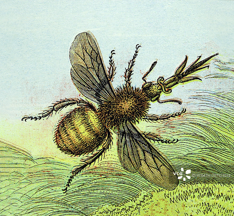 老旧蜜蜂版画插图，苔蜂图片素材