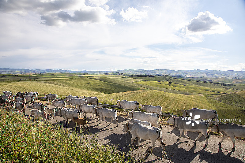 季节性牲畜迁移图片素材