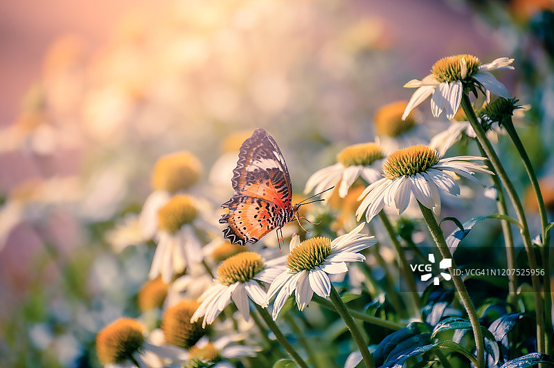黄色蝴蝶停留在绿草地上的粉白色花朵上图片素材