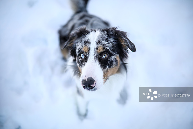在雪地里嬉戏的蓝色陨石色澳大利亚牧羊犬图片素材