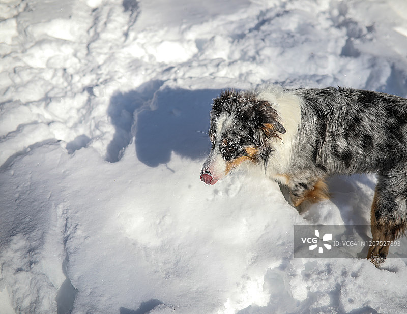 在雪地里嬉戏的蓝色陨石色澳大利亚牧羊犬图片素材