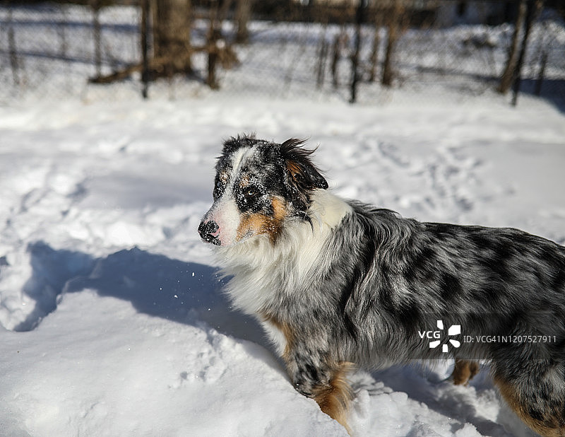在雪地里嬉戏的蓝色陨石色澳大利亚牧羊犬图片素材