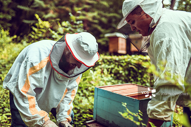 照顾蜜蜂和蜂箱的养蜂人图片素材