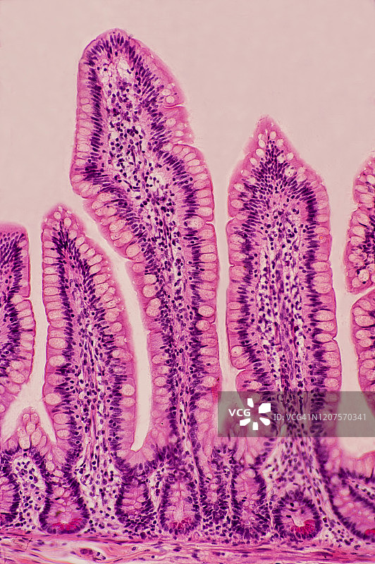 小肠绒毛、柱状上皮细胞、杯状细胞、肠腺、潘氏细胞、回肠，人体，50倍图片素材