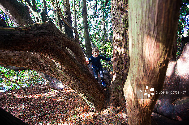 男孩爬树图片素材