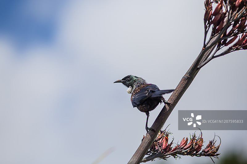 站立的图伊鸟图片素材