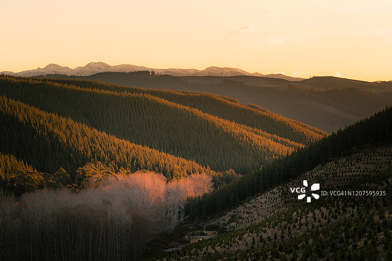 新西兰森林上的日落图片素材