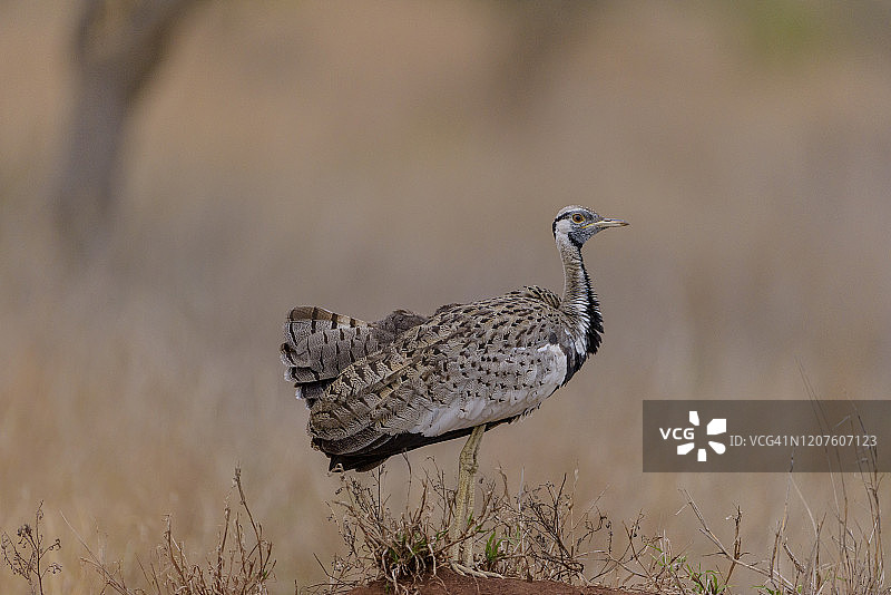非洲荒野中的黑腹鸨图片素材
