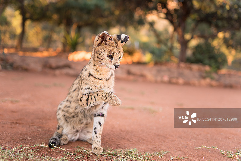 非洲荒野中的狞猫图片素材