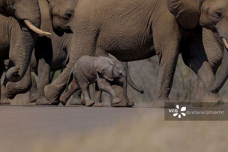 非洲荒野中的象群图片素材