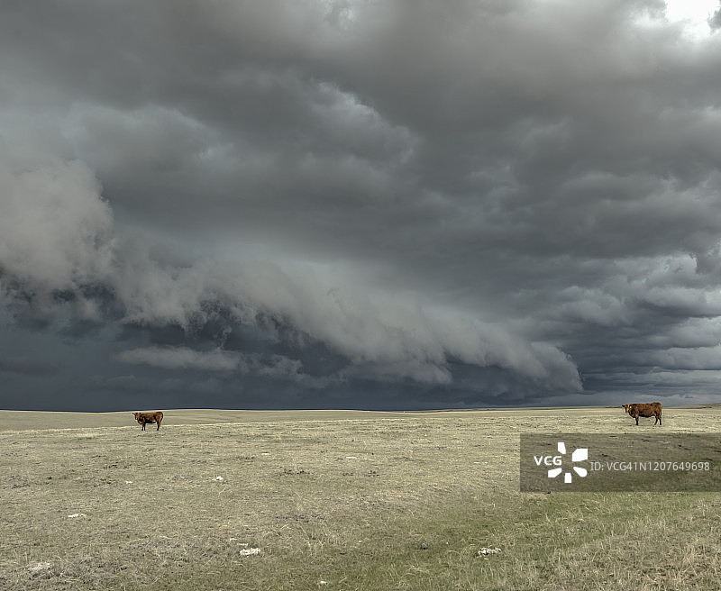 大平原上的牛群和暴风雨图片素材