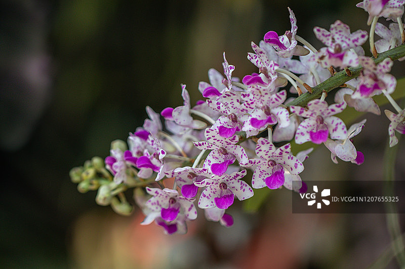 花园里的白色兰花图片素材