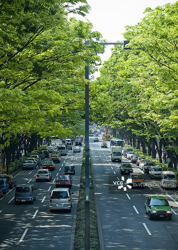 东京原宿的新鲜绿色街道树木图片素材