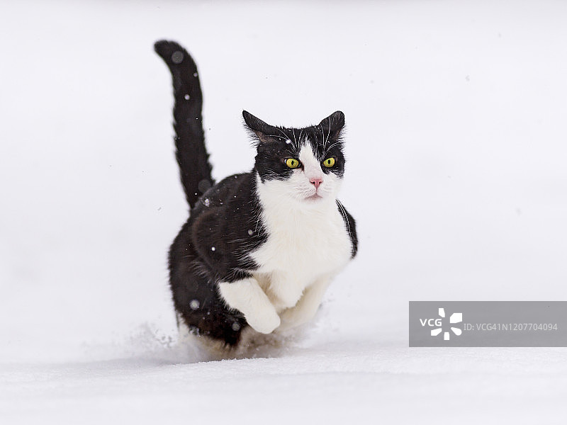 猫咪在雪地里奔跑图片素材