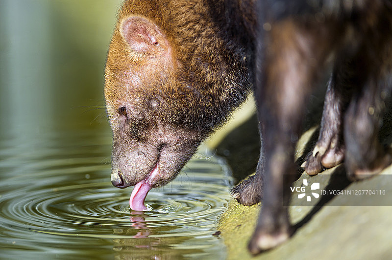 丛林犬饮水图片素材