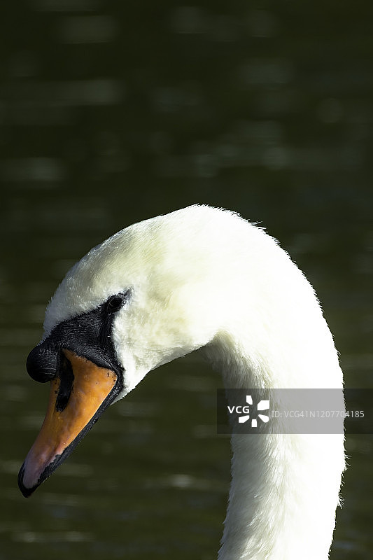 天鹅特写图片素材
