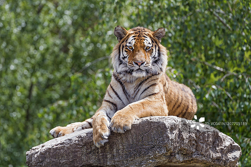 老虎站在岩石顶端图片素材