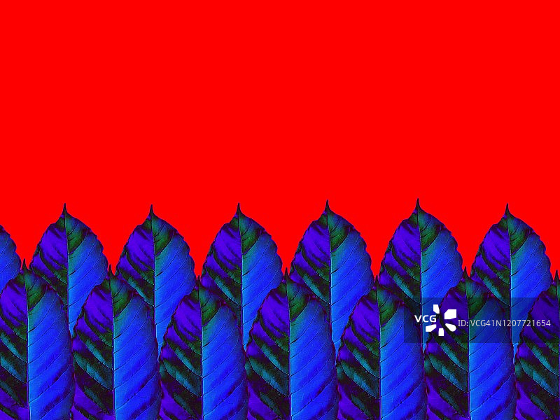 转化为蓝色的咖啡叶图片素材