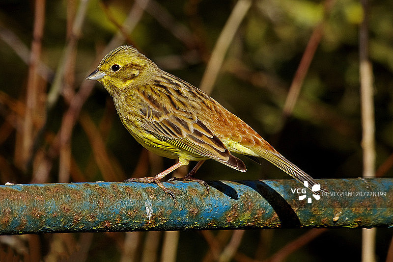 黄锤。图片素材