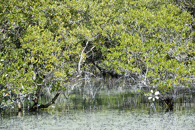 阿布扎比朱拜勒红树林公园图片素材