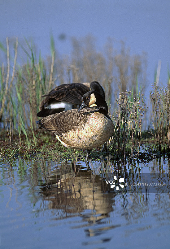 荒野中的鹅图片素材