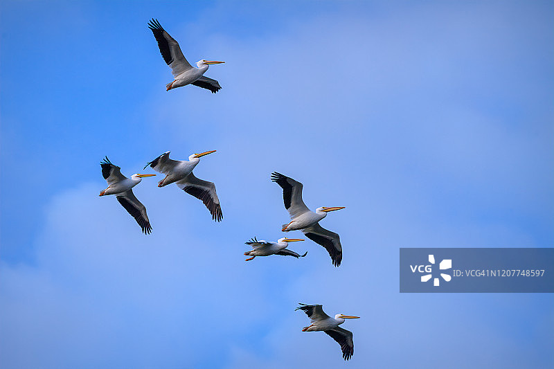 一群美洲白鹈鹕飞过佛罗里达州那不勒斯附近的千岛国家野生动物保护区图片素材