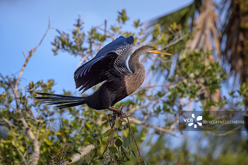栖息在红树林里的蛇鹈图片素材