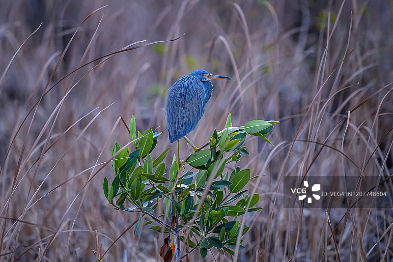 佛罗里达州那不勒斯附近，万岛国家野生动物保护区红树林树上的三色鹭图片素材
