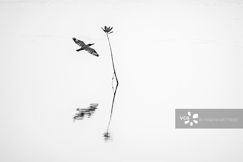 佛罗里达州那不勒斯，一万岛国家野生动物保护区，飞行中的冠鱼狗倒影图片素材