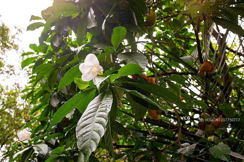 时钟藤属植物，明亮的阳光背景图片素材